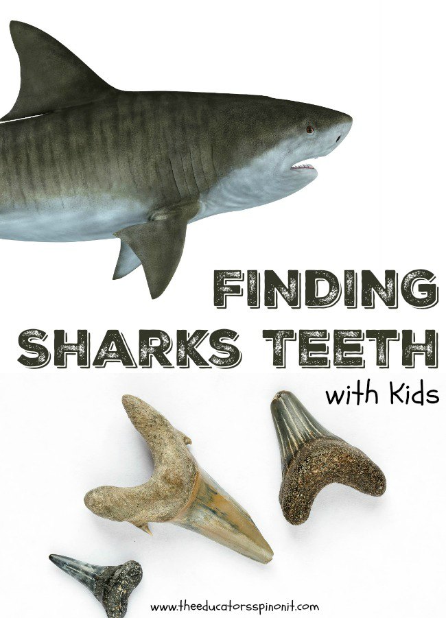 SHARK WEEK Learning Activities for Kids: Hunting for Sharks Teeth