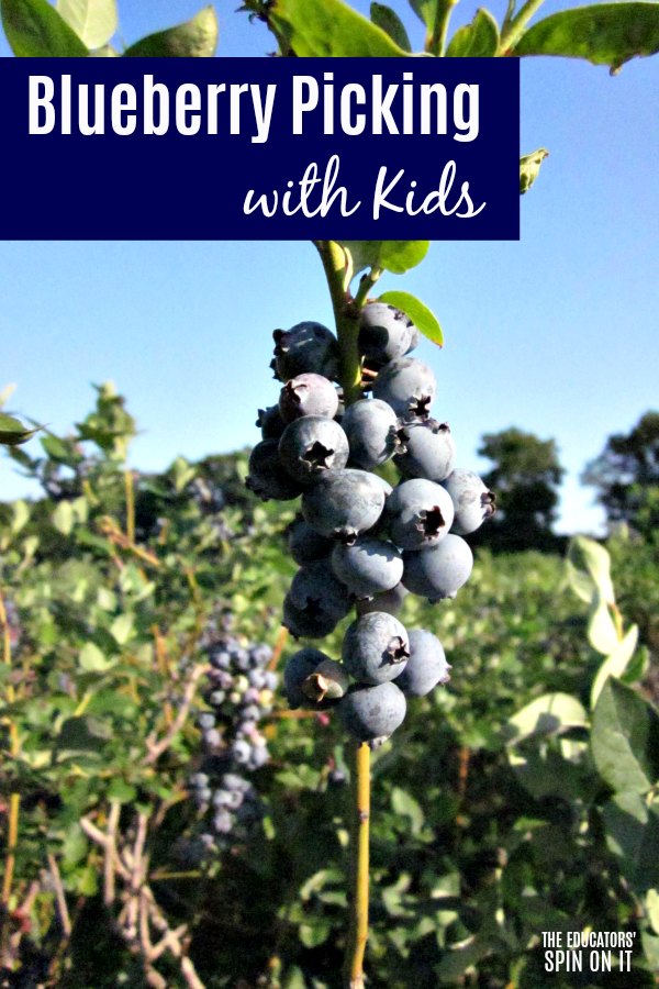 Blueberry Activities, Books, And Recipes