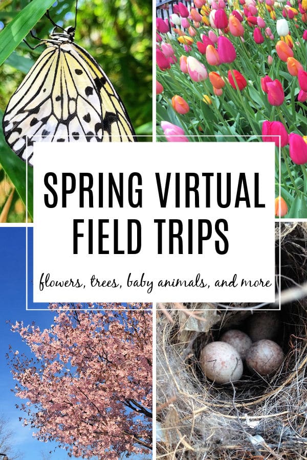 Spring Virtual Field Trips for Kids