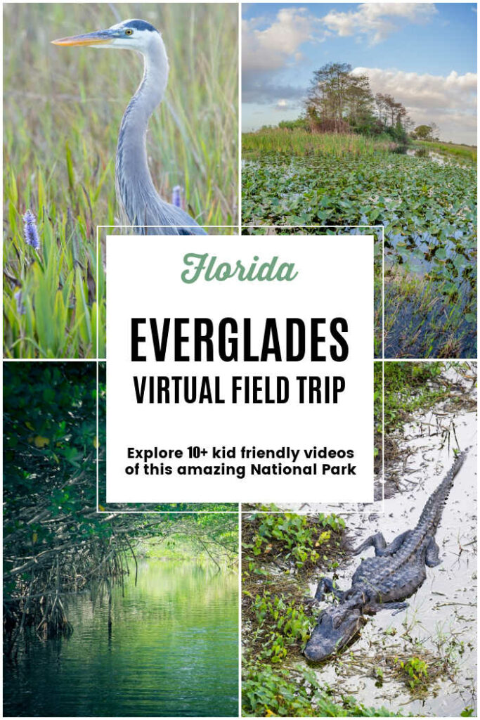 Florida Everglades Virtual Field Trip for Kids