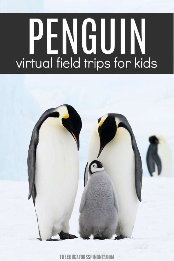 Penguin Virtual Field Trips for Kids