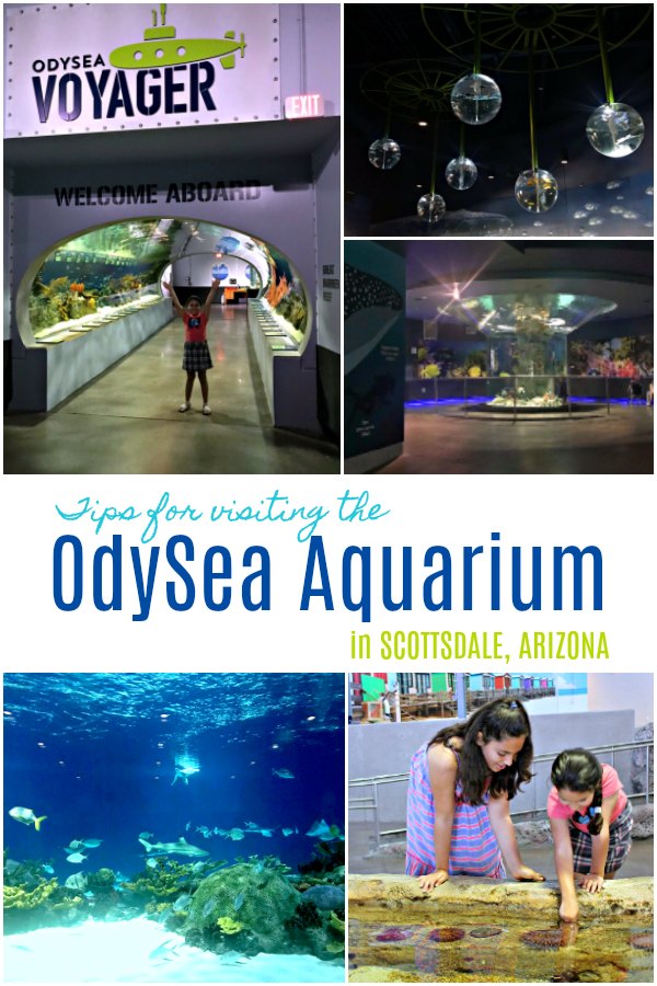 Tips for Visiting the OdySea Aquarium in Arizona