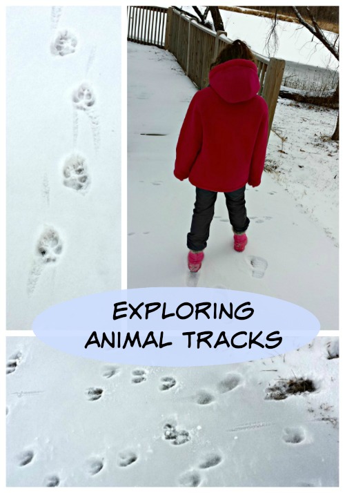 Exploring Animals Tracks in Snow